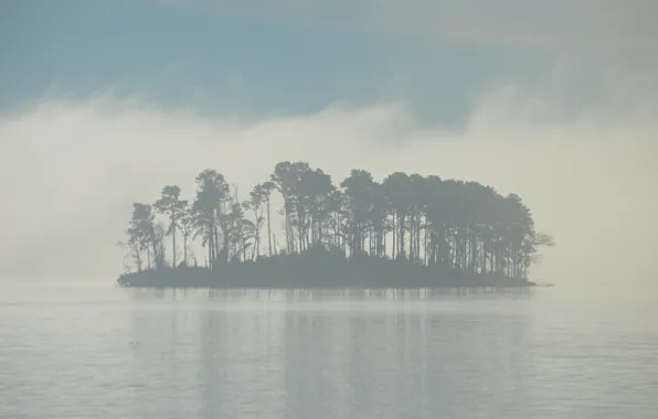 Trees, fog, lake, island, morning, island, morning fog, lake Murray