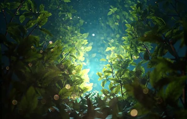 Leaves, light, branches, bokeh