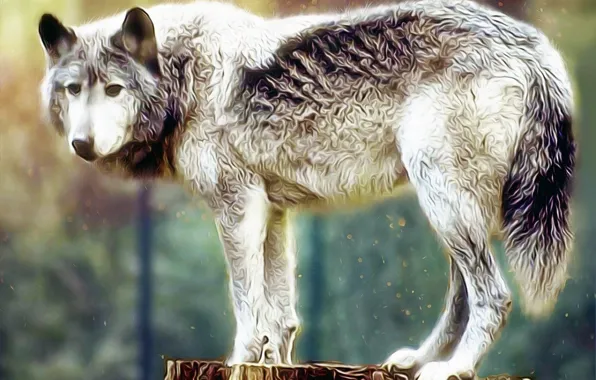 Picture nature, predator, animal, wolf, wildlife, Canis lupus., portrait., painthing