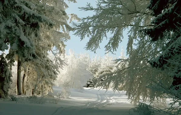 Winter, frost, road, forest, light, snow, trees, branches