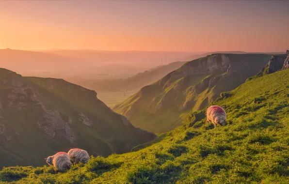 Mountains, sheep, England, haze