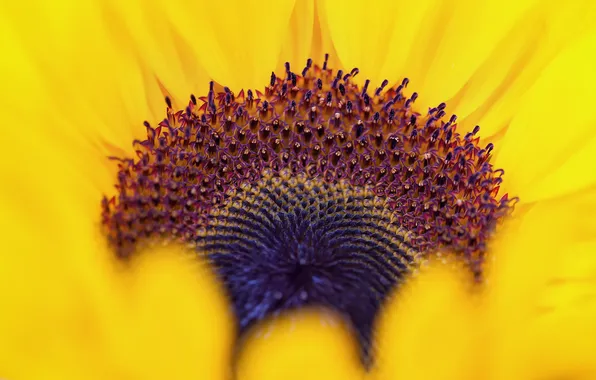 Flower, macro, sunflower, the origin