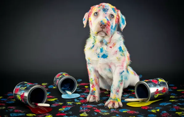 Paint, Labrador, background, labrador, Retriever, dogs, retriever