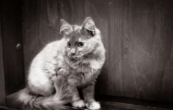 Cat, look, background, color