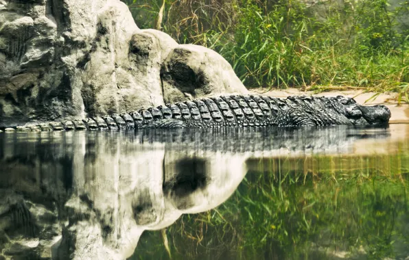 Picture lake, reflection, monster, scales, crocodile, reptile