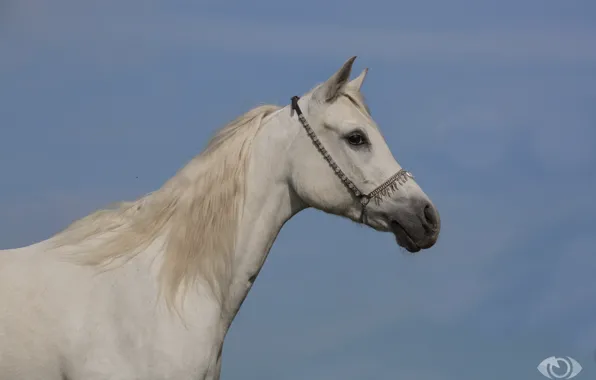 Picture white, horse, horse, mane, profile, (с) Oliver Seitz