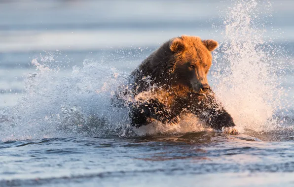 Look, face, water, light, squirt, pose, fishing, paws