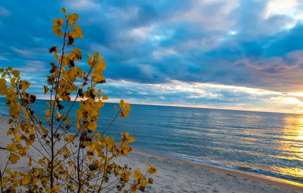 Picture sand, sea, autumn, the sky, leaves, clouds, branches, tree