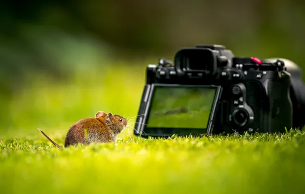 Glade, mouse, mouse, rat, rodent, the camera