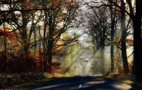 Picture road, autumn, forest