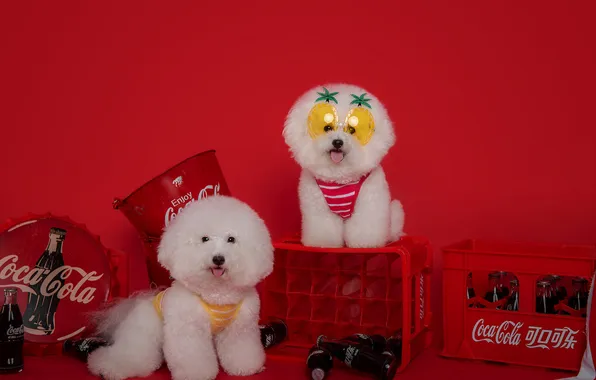 Dogs, look, pose, puppies, puppy, a couple, two dogs, faces