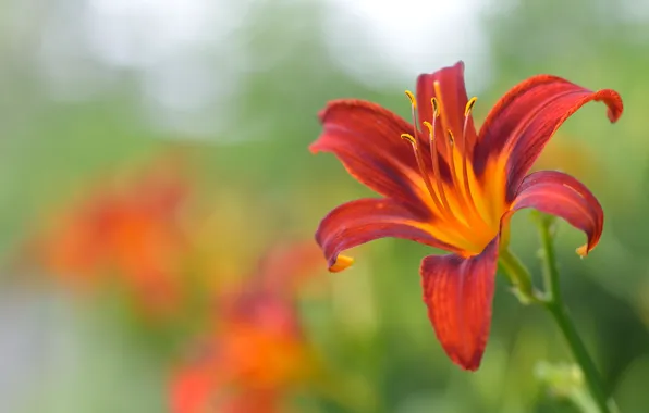 Flower, background, Lily, red, bokeh, daylilies