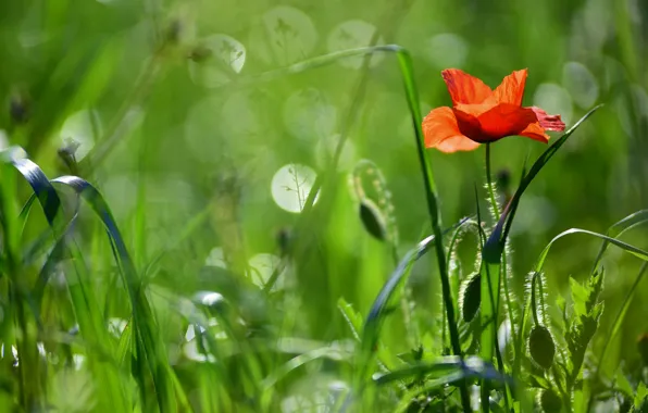 Greens, grass, light, flowers, Mac, Maki, red, buds