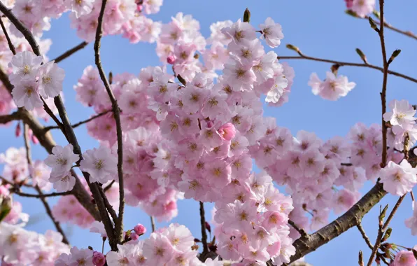 The sky, flowers, branches, blue, spring, Sakura, pink, flowering