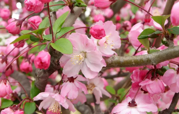 Leaves, macro, flowers, branches, spring, pink, Apple, flowering