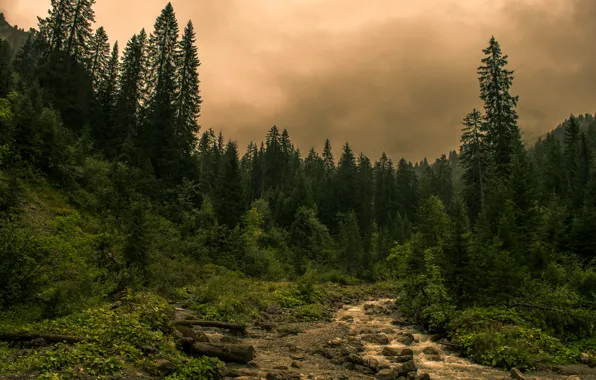 Picture forest, trees, clouds, stream, stones, overcast, Austria, Kleinwalsertal