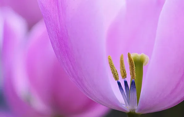 Macro, flowers, tulips, pink