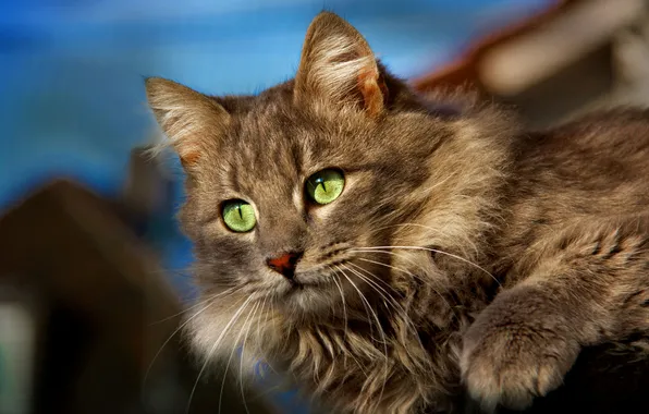 Eyes, hair, feline