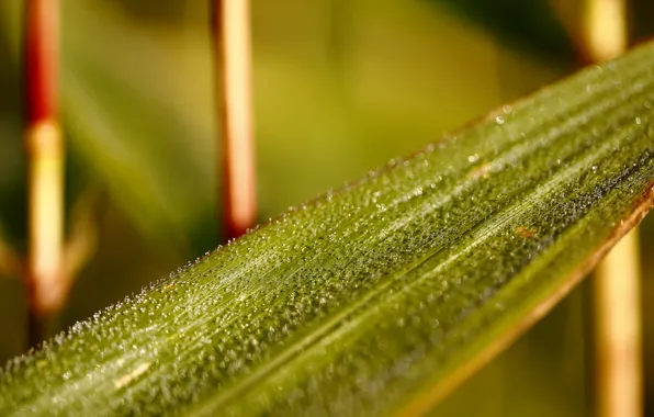Leaves, drops, macro