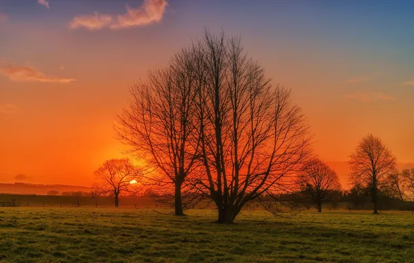 Field, the sky, the sun, trees, sunset