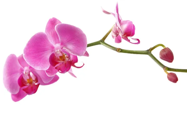 Picture flowers, tenderness, beauty, branch, petals, orchids, Orchid, pink