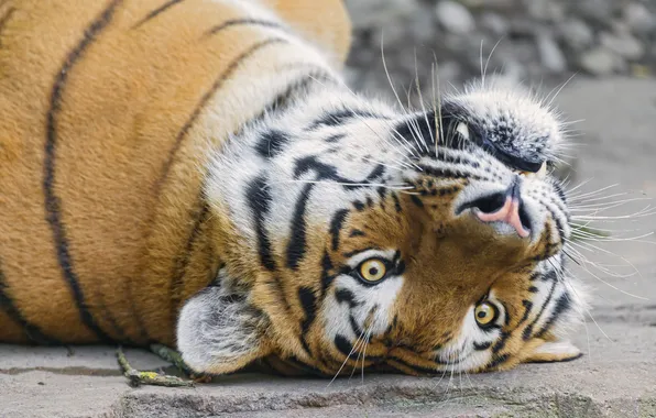Cat, face, tiger, Amur, ©Tambako The Jaguar