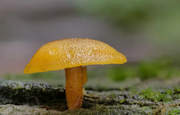 Autumn, mushroom, dampness, Beat Buetikofer
