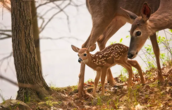 Picture tree, cub, deer, fawn, White-tailed deer