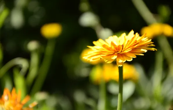 Picture macro, flowers, orange, yellow, green