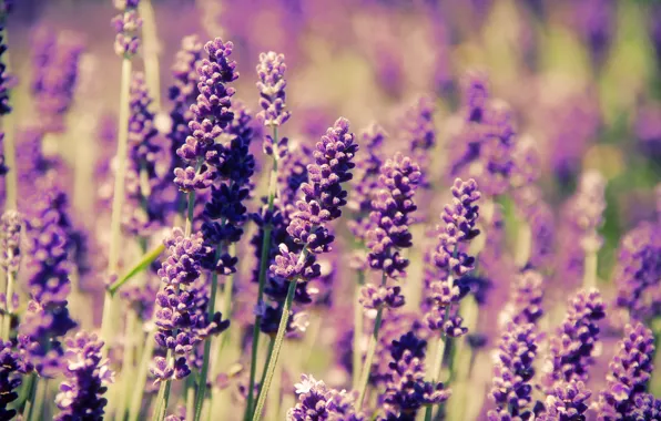 Picture field, flowers, spring, lavender