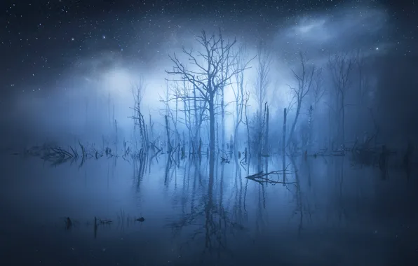 Water, stars, trees, fog, reflection, glow, trees, water