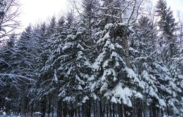 Forest, in the snow, tree, turn, in the winter