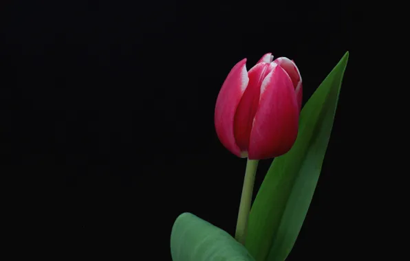 Tulip HD Wallpapers Free Download