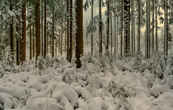 Winter, forest, snow, trees, Germany, Germany, Baden-Württemberg, Baden-Württemberg