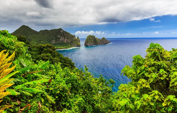 Sea, jungle, plants, islands