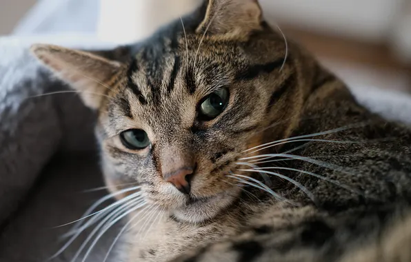 Cat, cat, look, pose, grey, portrait, face