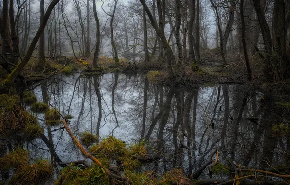 Picture forest, water, trees