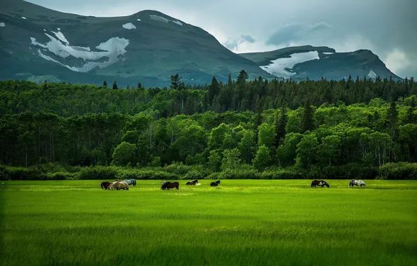 Picture greens, field, forest, summer, grass, trees, mountains, horse