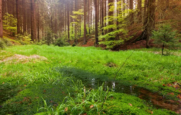 Forest, landscape, nature