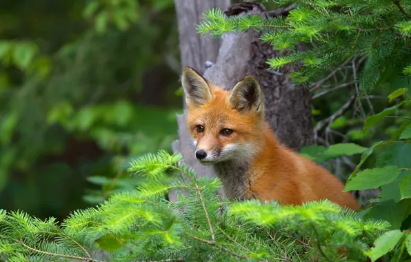 Picture branches, Fox, Fox