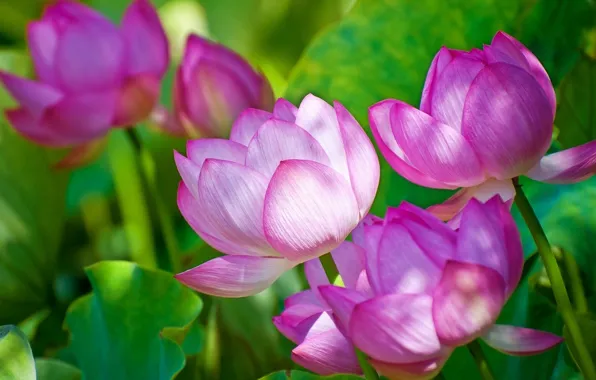 Picture flowers, Lotus, Lotus, flower