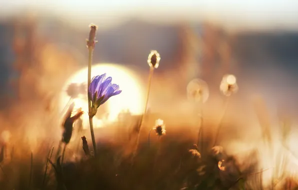 Flower, grass, macro, dawn, bokeh