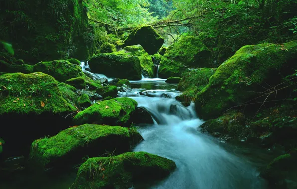 Stream, Forest, Stones, Rapids