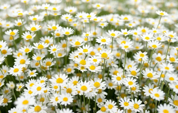 Picture chamomile, meadow, suns
