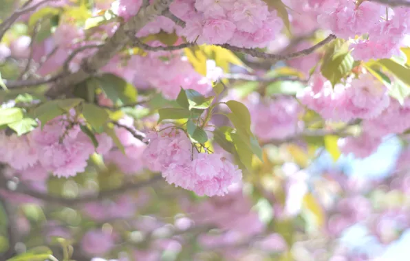 Leaves, light, flowers, branches, spring, Sakura, gentle, pink