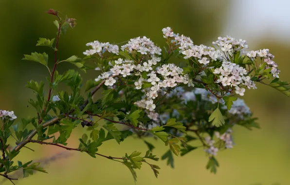 Branch, spring, flowers