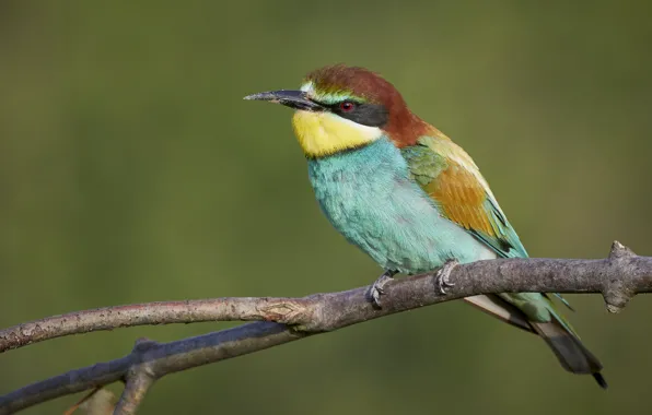 Picture bird, branch, European bee-eater
