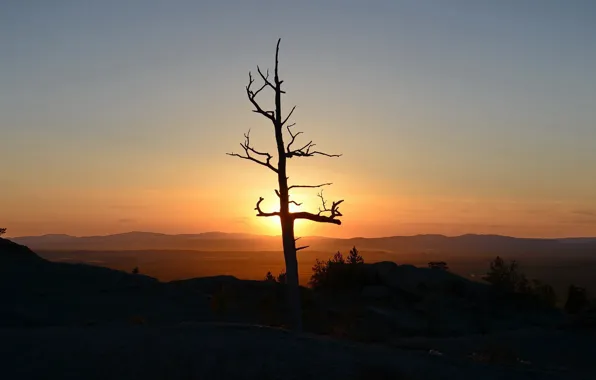 The sky, sunset, tree