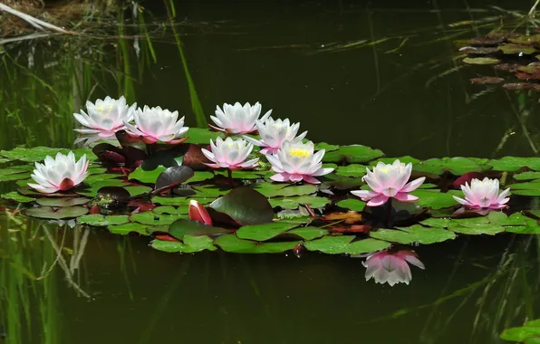 Summer, water, pond, reflection, mood, frog, Lily