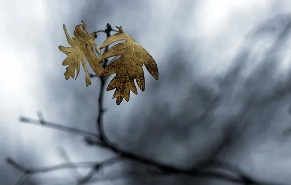 Leaves, macro, nature